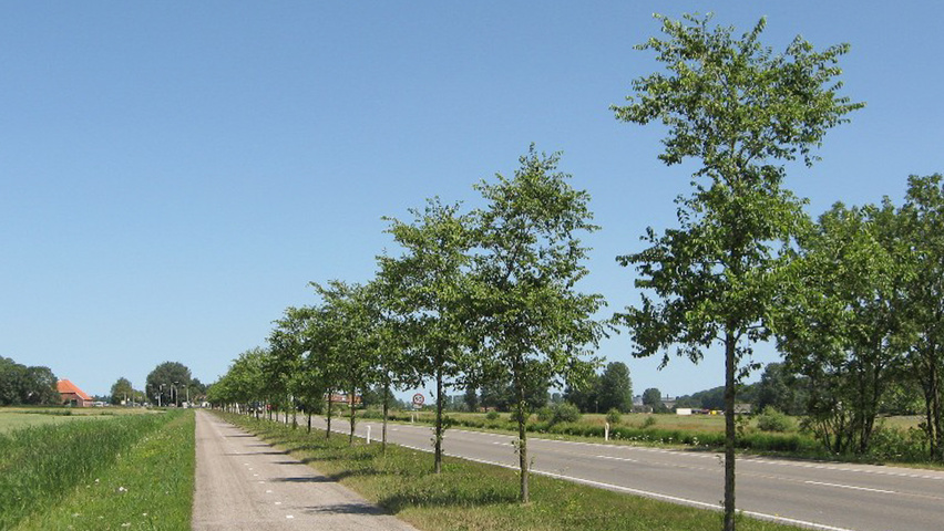 Ulmus 'Homestead' haute tige