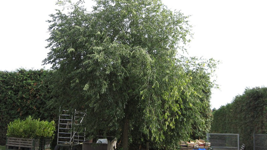 Ulmus 'Homestead' haute tige