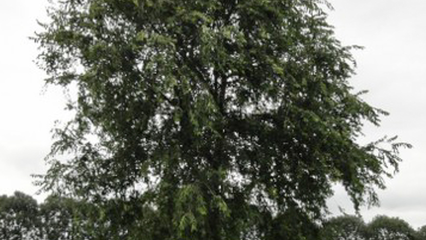 Ulmus 'Homestead' haute tige