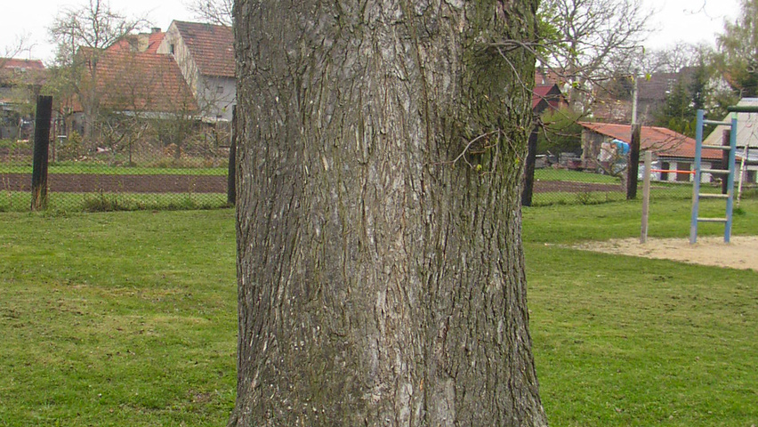 Ulmus laevis bark