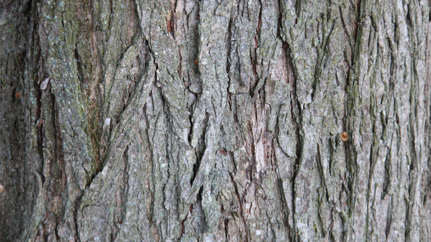 Ulmus laevis bark