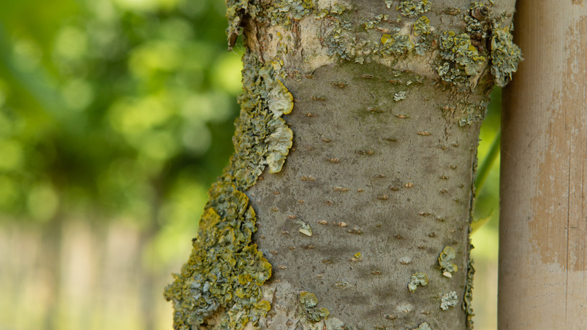 Ulmus laevis bark