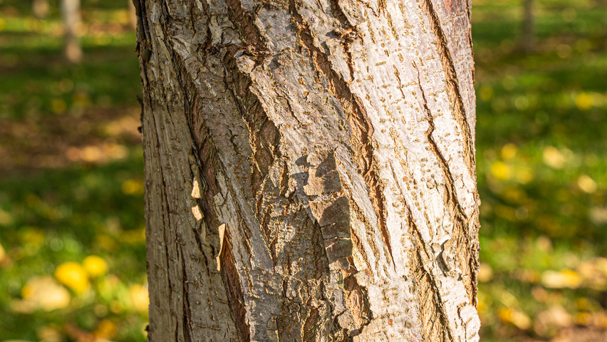 Ulmus laevis bark
