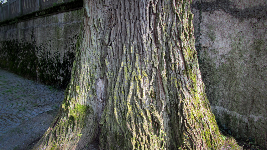 Ulmus laevis bark