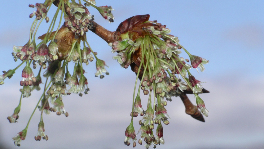 Ulmus laevis flowers