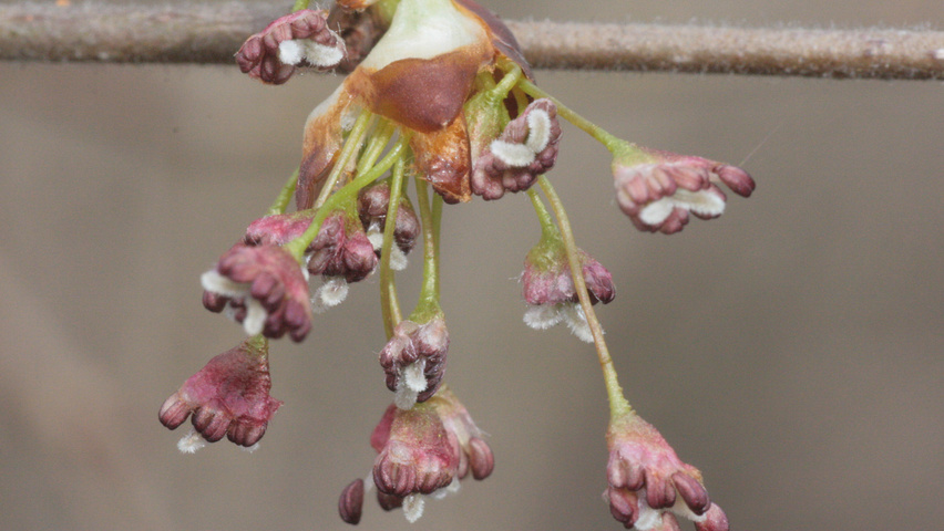 Ulmus laevis flowers