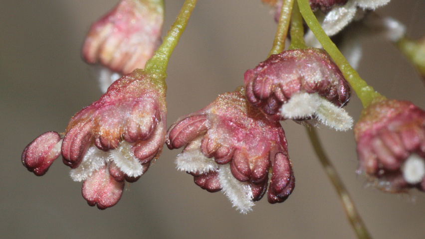 Ulmus laevis flowers
