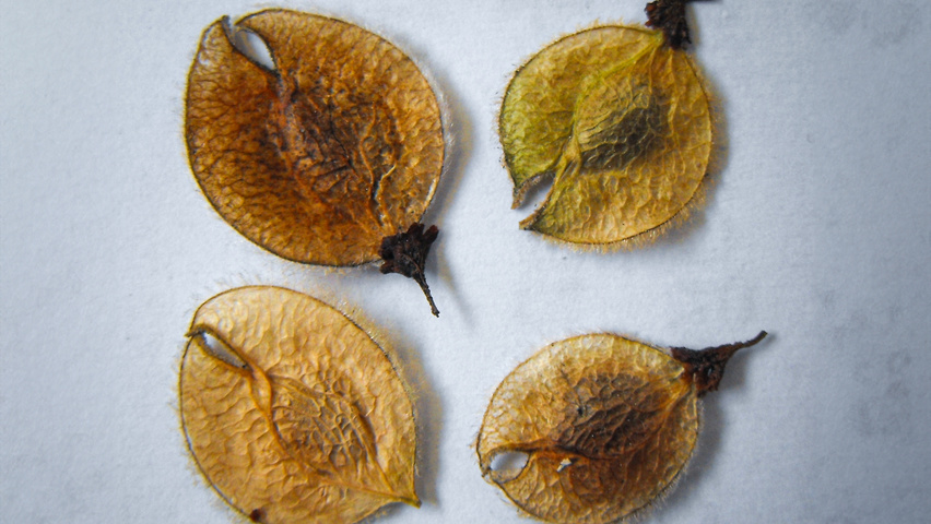Ulmus laevis fruits