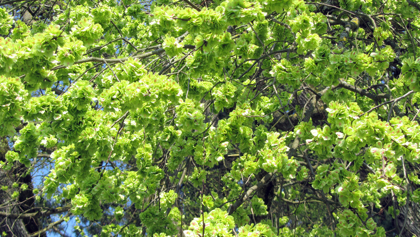 Ulmus laevis fruits