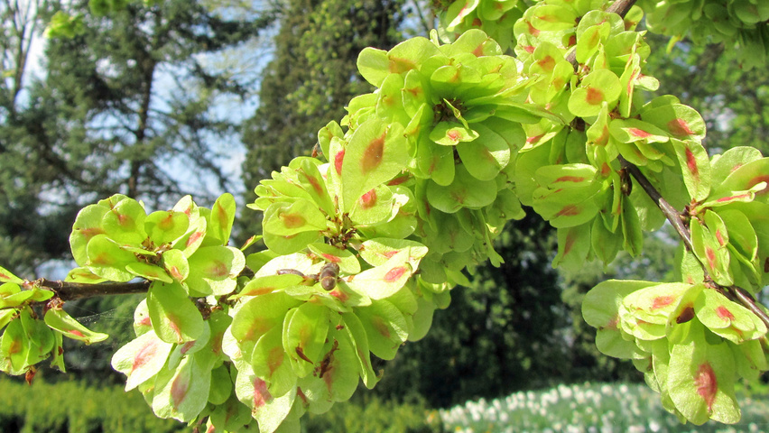Ulmus laevis fruits