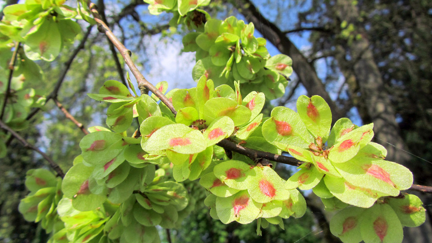 Ulmus laevis fruits