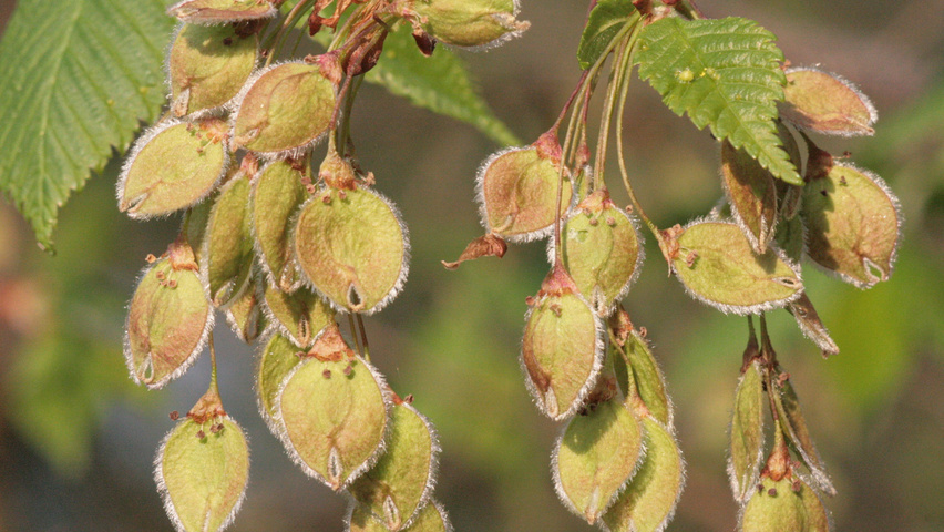 Ulmus laevis fruits
