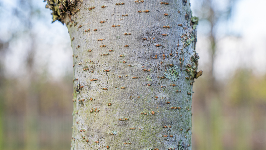 Ulmus laevis ‘Helena’ bark