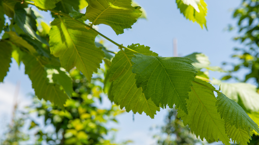 Ulmus laevis ‘Helena’ leaves