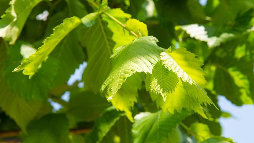Ulmus laevis ‘Helena’ leaves