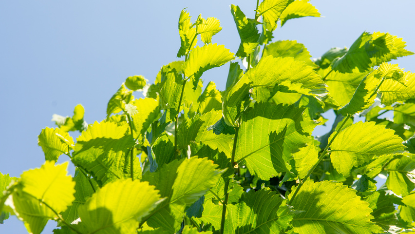 Ulmus laevis ‘Helena’ leaves