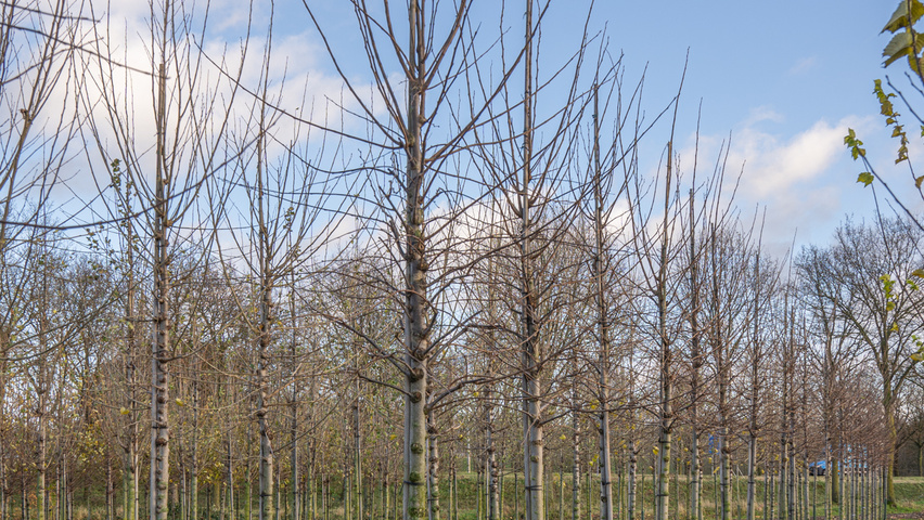 Ulmus laevis ‘Helena’ standard tree