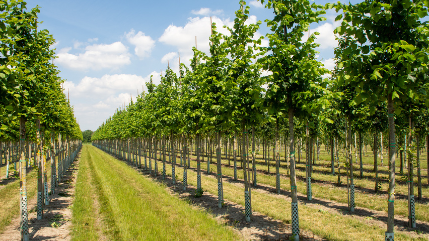 Ulmus laevis ‘Helena’ standard tree