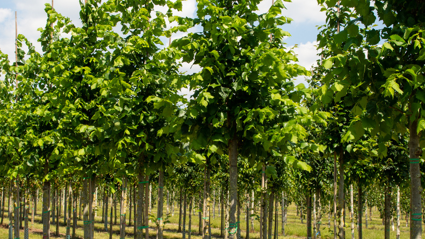 Ulmus laevis ‘Helena’ standard tree