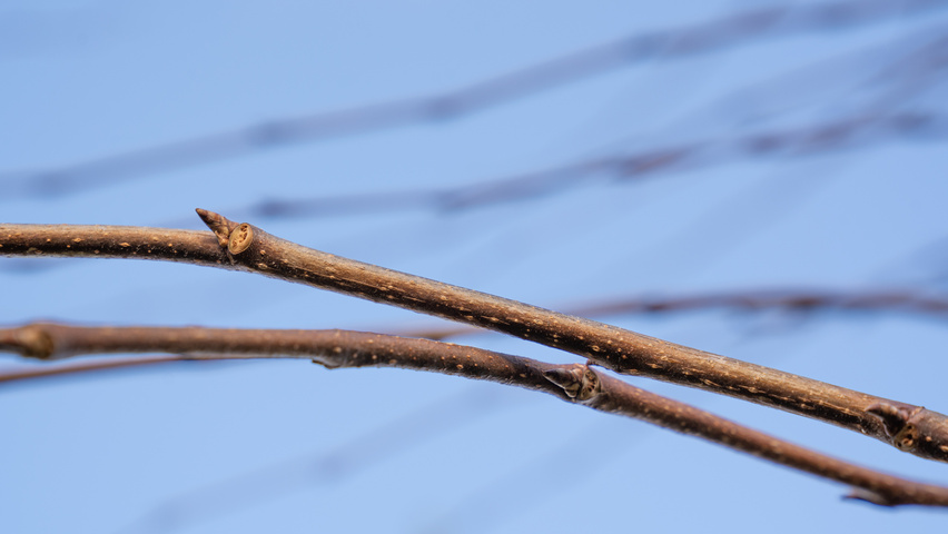 Ulmus laevis ‘Helena’ twigs