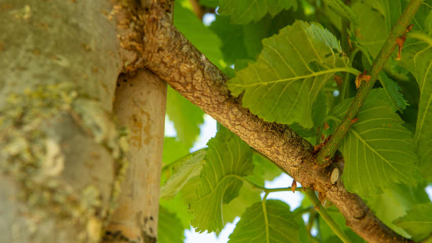 Ulmus laevis ‘Helena’ twigs