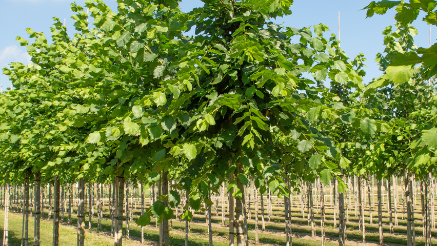 Ulmus laevis standard tree