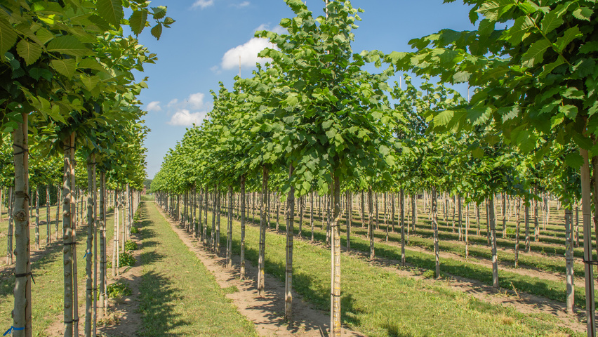 Ulmus laevis standard tree