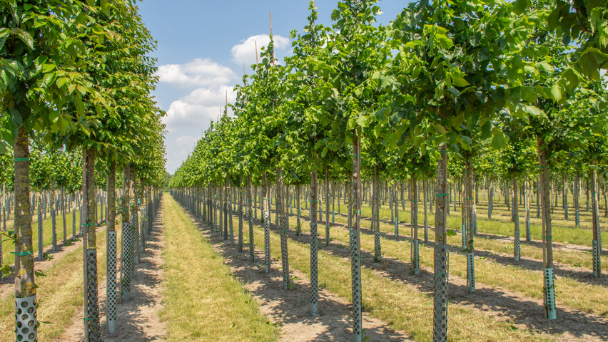 Ulmus laevis standard tree