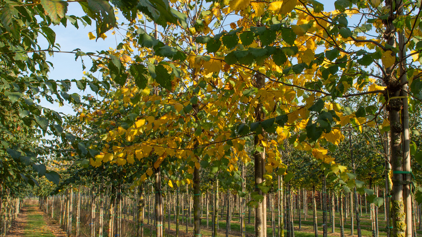 Ulmus laevis standard tree
