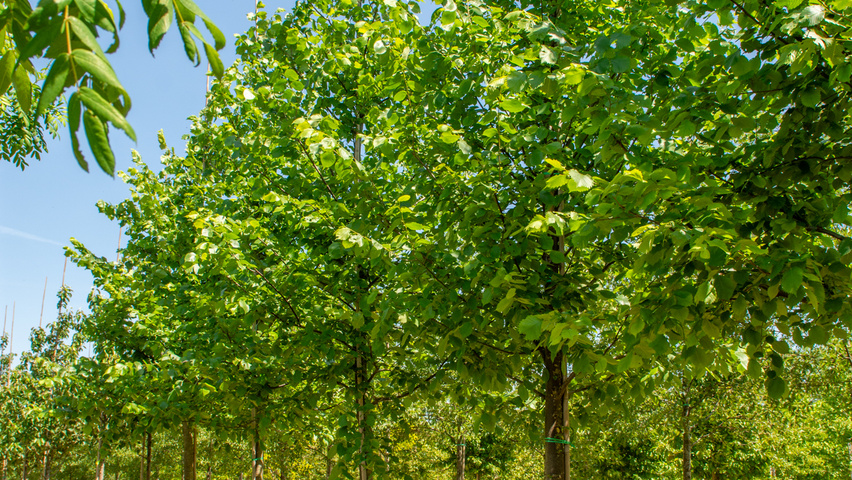 Ulmus laevis standard tree
