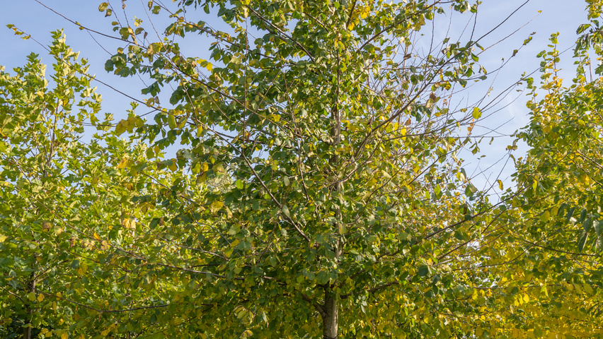 Ulmus laevis standard tree
