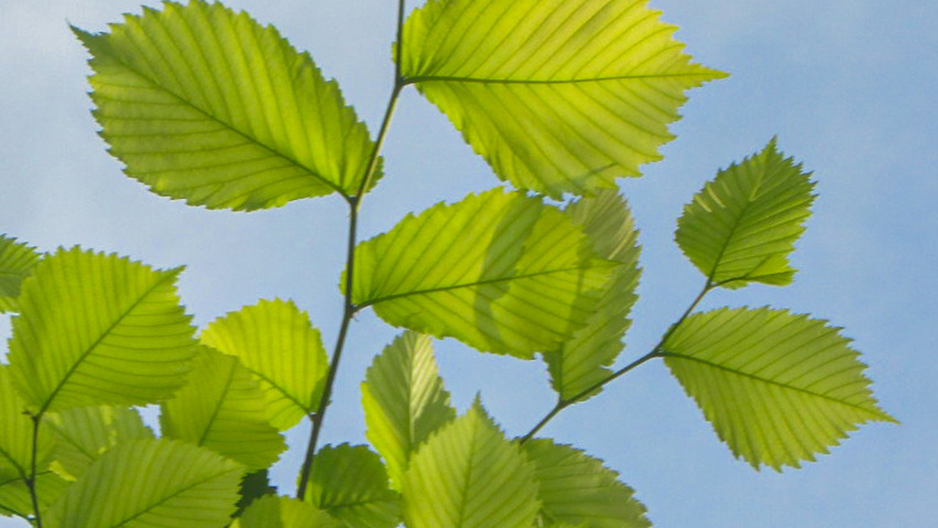 Ulmus laevis leaves