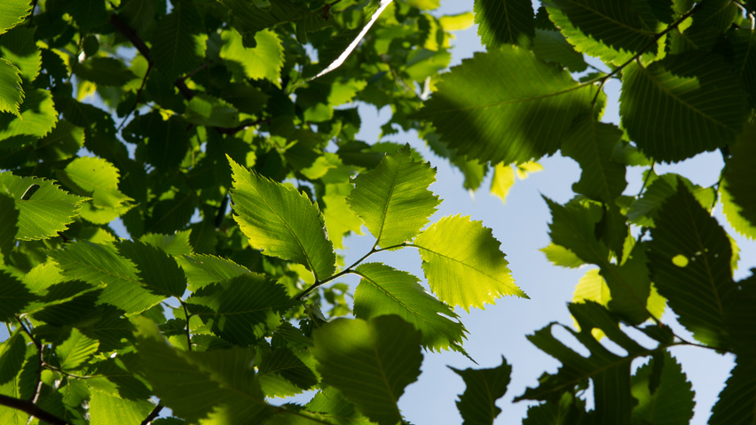 Ulmus laevis leaves