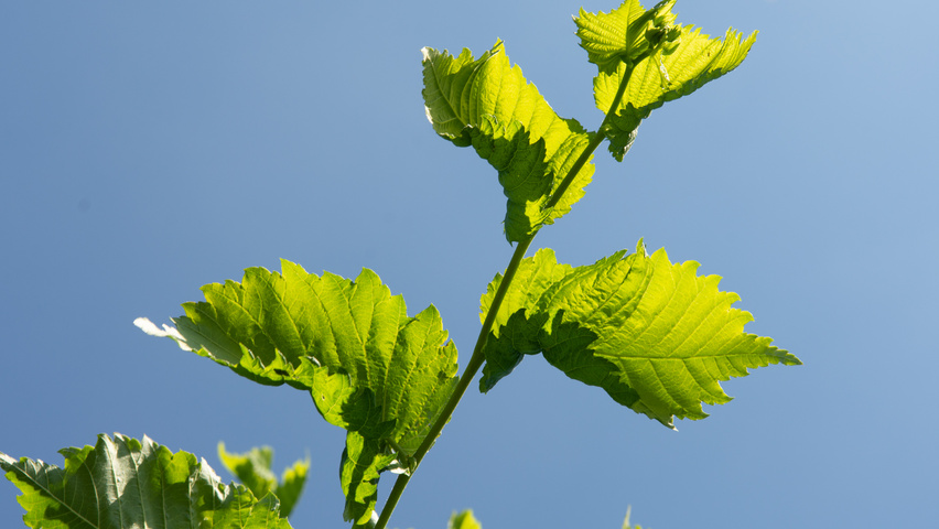 Ulmus laevis leaves