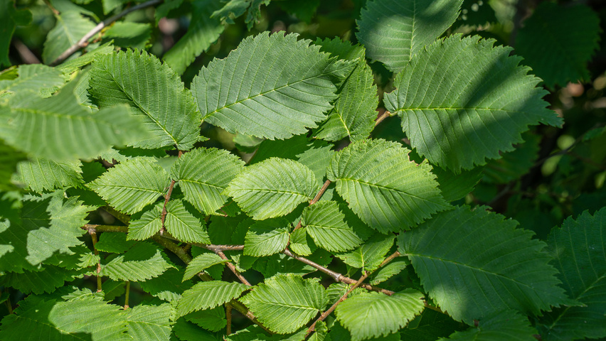 Ulmus laevis leaves