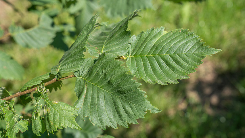 Ulmus laevis leaves