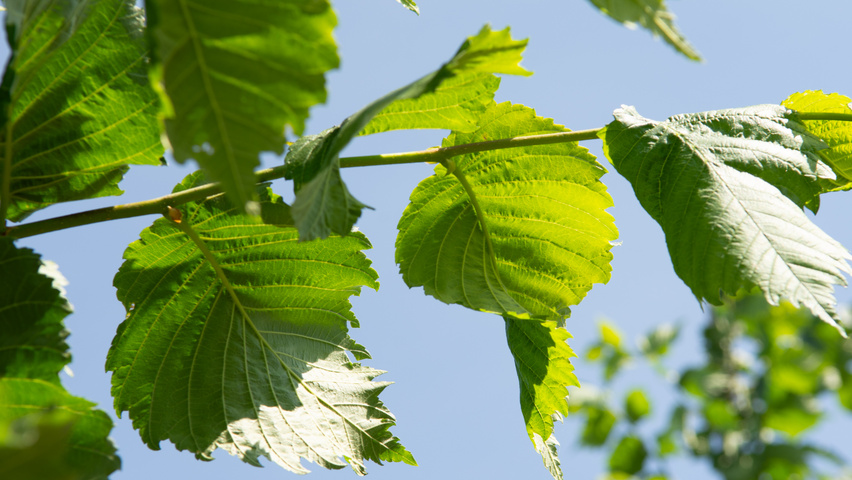 Ulmus laevis twigs