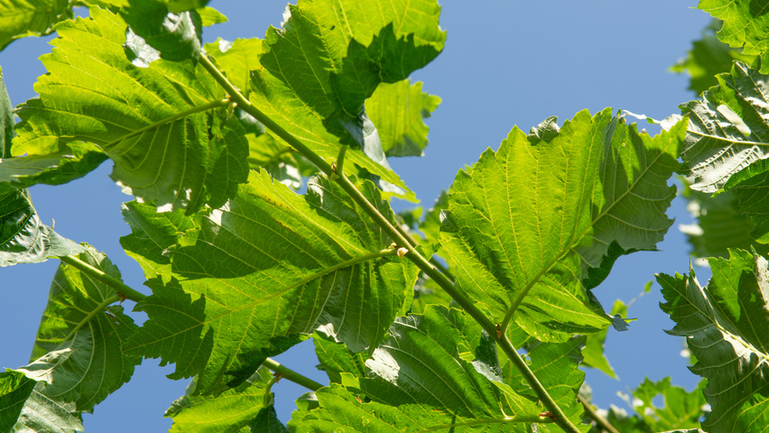 Ulmus laevis twigs