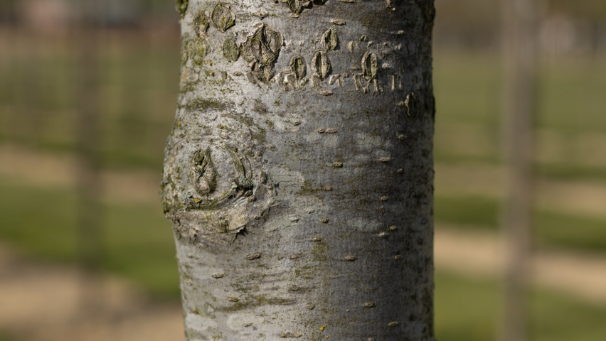 Ulmus laevis 'Westland' kora
