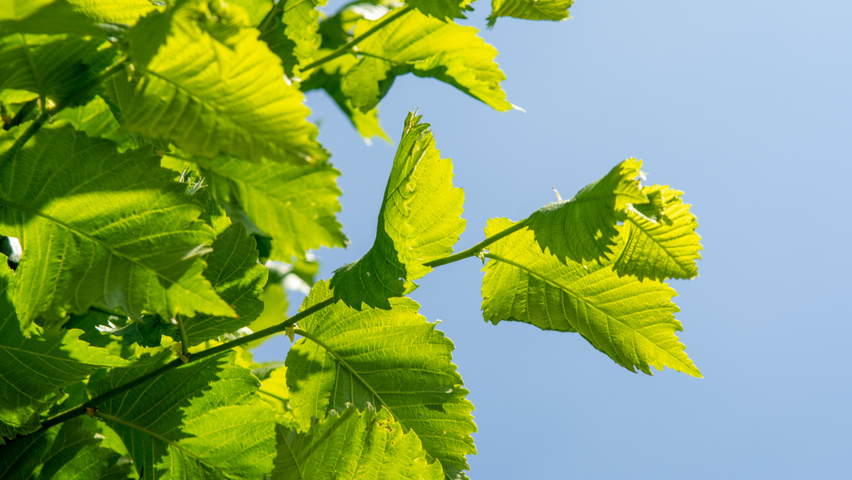 Ulmus laevis 'Westland' liście