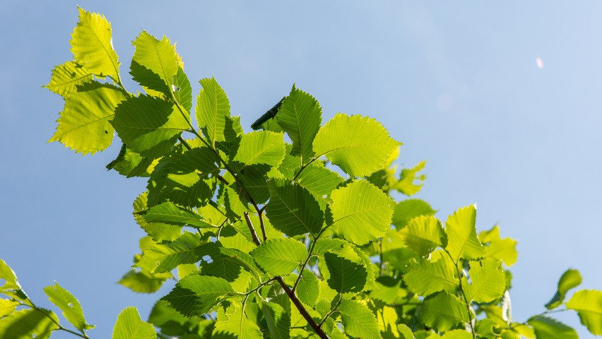 Ulmus laevis 'Westland' liście