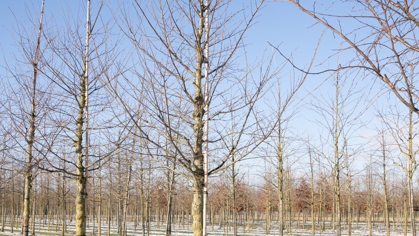 Ulmus laevis 'Westland' pienne