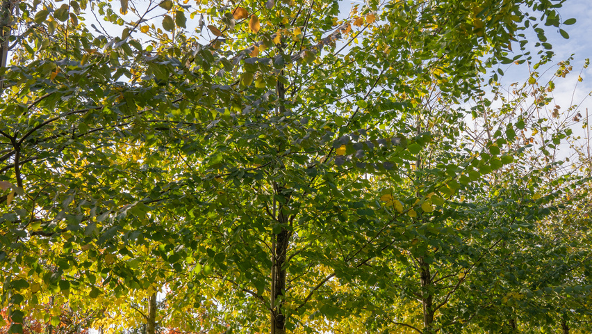 Ulmus laevis 'Westland' pienne