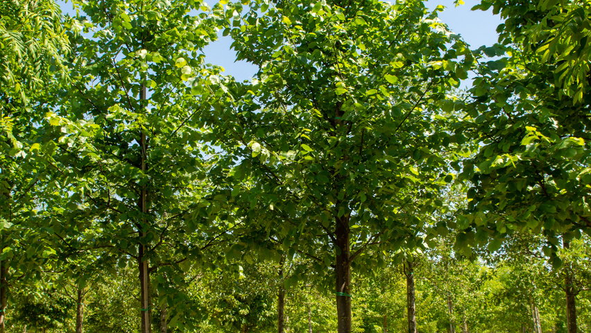 Ulmus laevis 'Westland' pienne