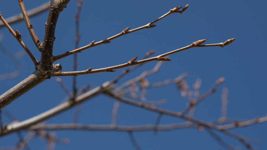 Ulmus laevis 'Westland' pędy