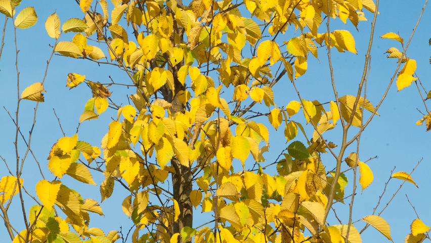 Ulmus 'Lobel' Herbstblatt
