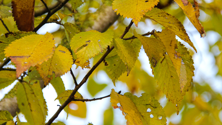 Ulmus 'Lobel' Herbstblatt