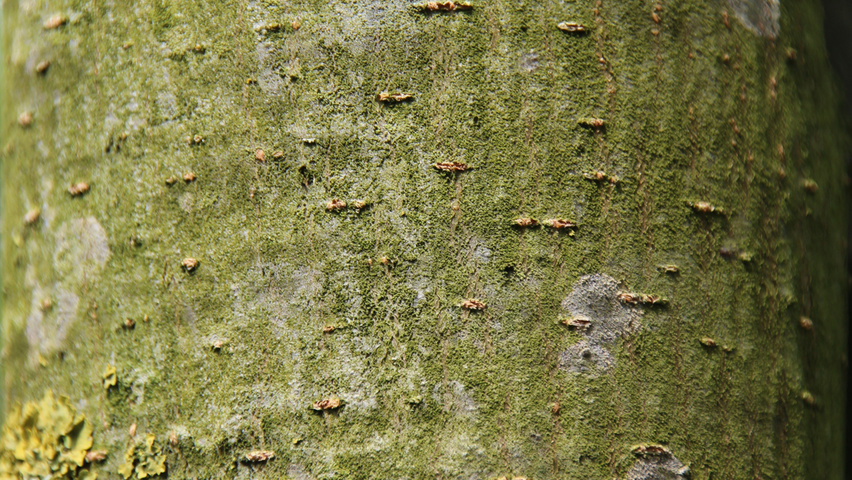 Ulmus 'Lobel' Rinden