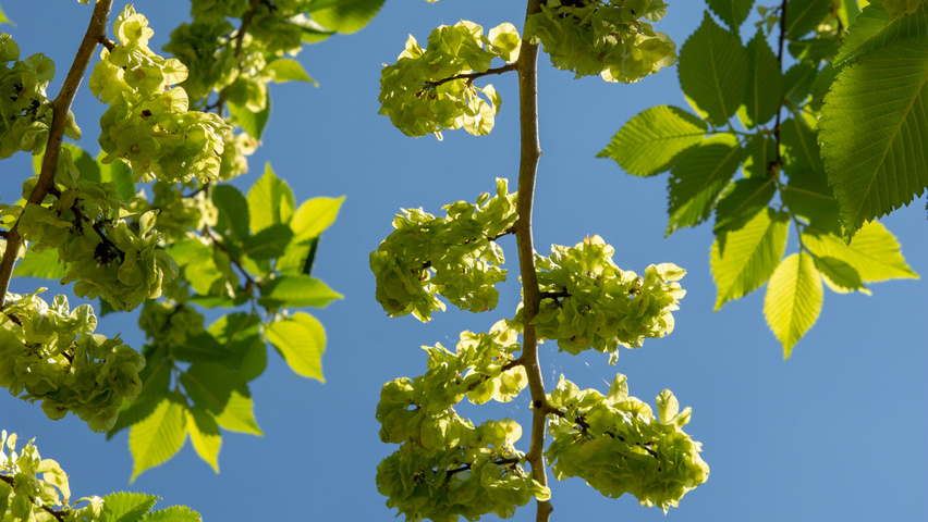 Ulmus 'Lobel' Frucht