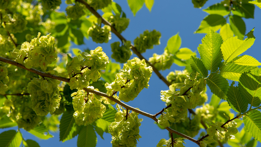 Ulmus 'Lobel' Frucht